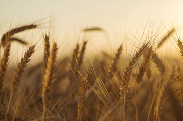 Wheat stalks