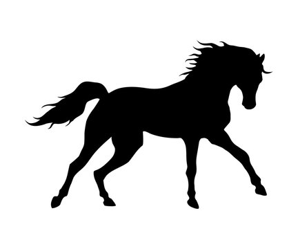 Running horse black silhouette. Vector high quality illustration.