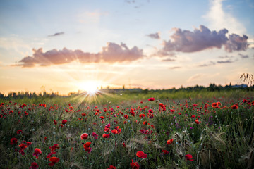 Poppy field at sunset