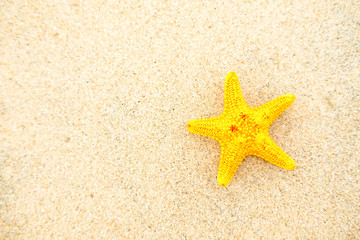 Starfish relax on the white sand at the beautiful beach on sunny day.