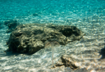Transparent Jellyfish - Geryonia proboscidactilis (Hydrozoa)