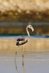 Greater Flamingo Juvenile