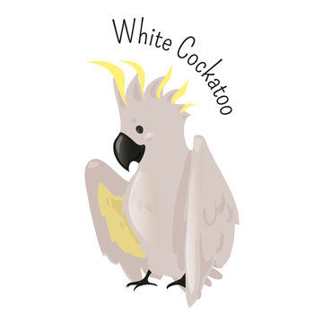 Exotic white cockatoo. Bird isolated