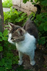 Naklejka na ściany i meble Cute kitten among green bushes
