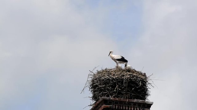 Storch im Nest in Zeitraffer
