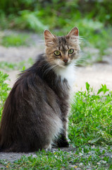 Naklejka na ściany i meble Beautiful grey cat sitting on the lawn