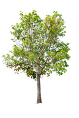 A big tree isolated on white background