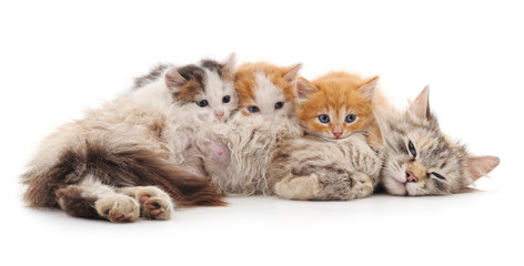 Naklejka premium Cat with kittens.