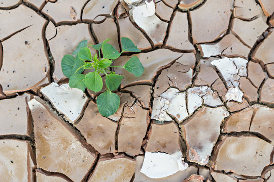 Seedlings sprout growing on land with dry and cracked ground