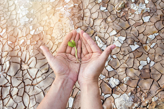 Hands holding green tree sprout on cracked ground