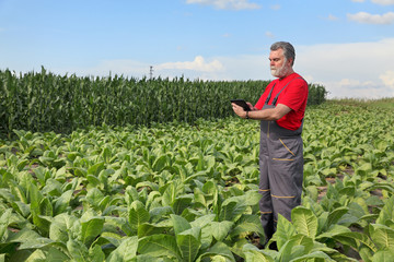 Farmer or agronomist inspect tobacco field