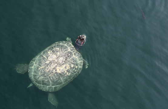 Small aquatic turtles in the clear waters of the lake in the Park.