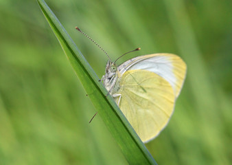 close up of white butterfly on blade