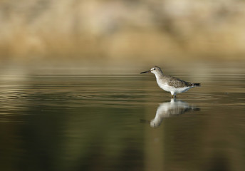 The common greenshank in water