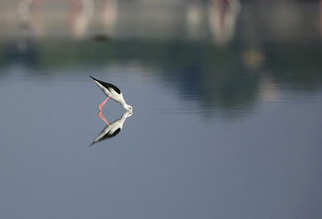The black-winged stilt and reflection in water