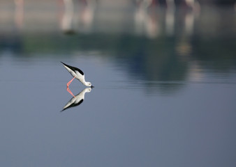 The black-winged stilt 
