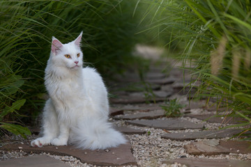 white maine coon cat seats on the ground