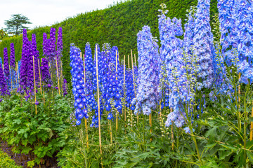 Blue delphinium blossom in the garden - 115015559