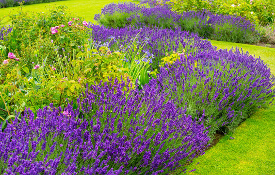 Fototapeta Beautiful, summer garden with lavender and roses