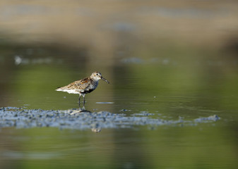 Dunlin 