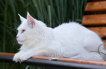 white maine coon cat seats on the bench