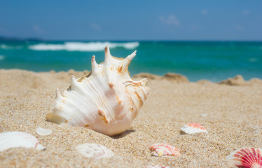 Fototapeta na wymiar Shells on the sand, sea and blue sky. 