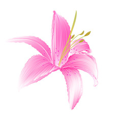 Spring flower Lily pink Daylily vector illustration