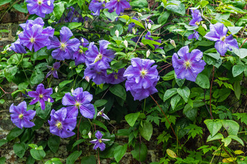 Beautiful purple flowers of clematis over old garden wall