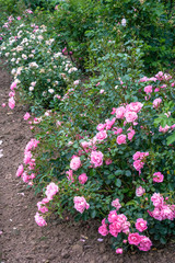 Pink roses blossom in the garden