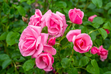 Beautiful pink roses blooming in the garden