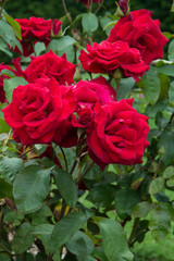 Red roses blossom in the garden, close up