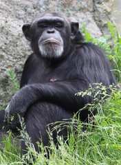 niedlicher Schimpanse