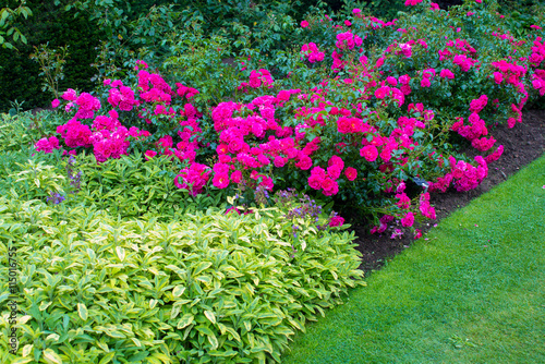 "Beautiful dark pink roses in the garden" Stock photo and royalty-free