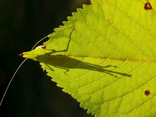 shadow of a grasshopper on a green leaf plants