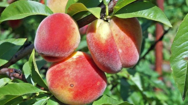 close up of the ripe fruit peach