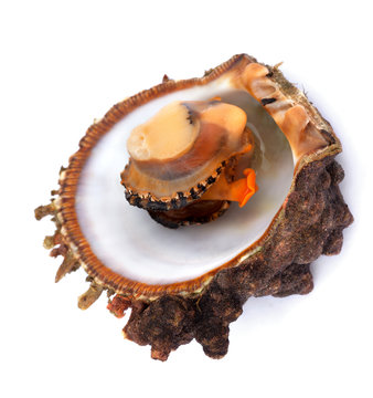 Raw seafood in opened shell