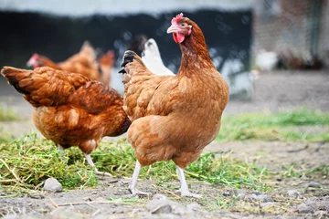 Selbstklebende Fototapeten Chickens on traditional free range poultry farm © monticellllo
