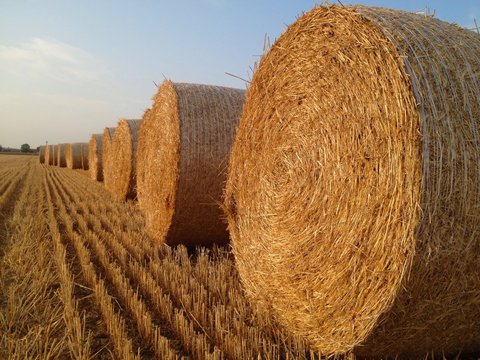 cerchi nel grano