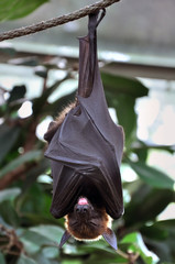 Bat with its tongue hanging out, sleeping head down on a rope.