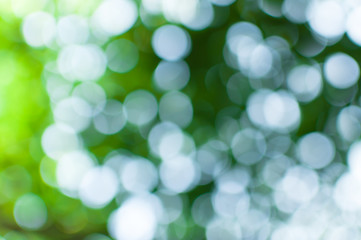 Abstract nature green bokeh from tree background,for background