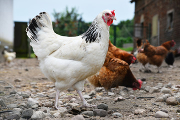 Chickens on traditional free range poultry farm