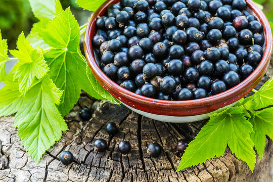 Black currants in a bowl