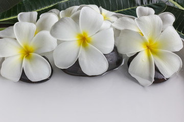 White flowers plumeria or frangipani in white tray and water