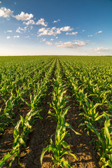 Fototapeta na wymiar Green corn maize field in early stage