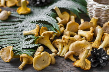 fresh chanterelle mushrooms