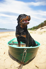 Wet Rottweiler dog staying inside the fishing boat at the river bank