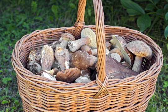 Basket of edible mushrooms