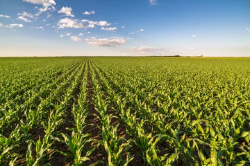 Plexiglas foto achterwand Green corn maize field in early stage © oticki