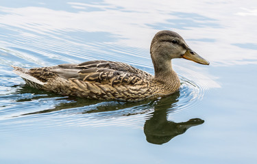 duck swimming in pond