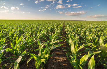 Green corn maize field in early stage © oticki